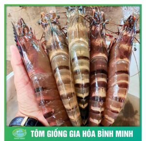 giong tot tom to cung tom giong binh minh 4