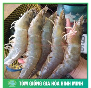 giong tot tom to cung tom giong binh minh 5