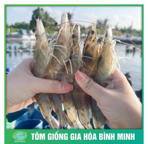 giong tot tom to cung tom giong binh minh 6
