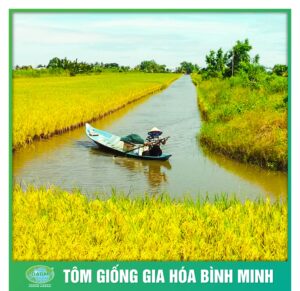 nang cao sinh ke cung tom giong binh minh 10