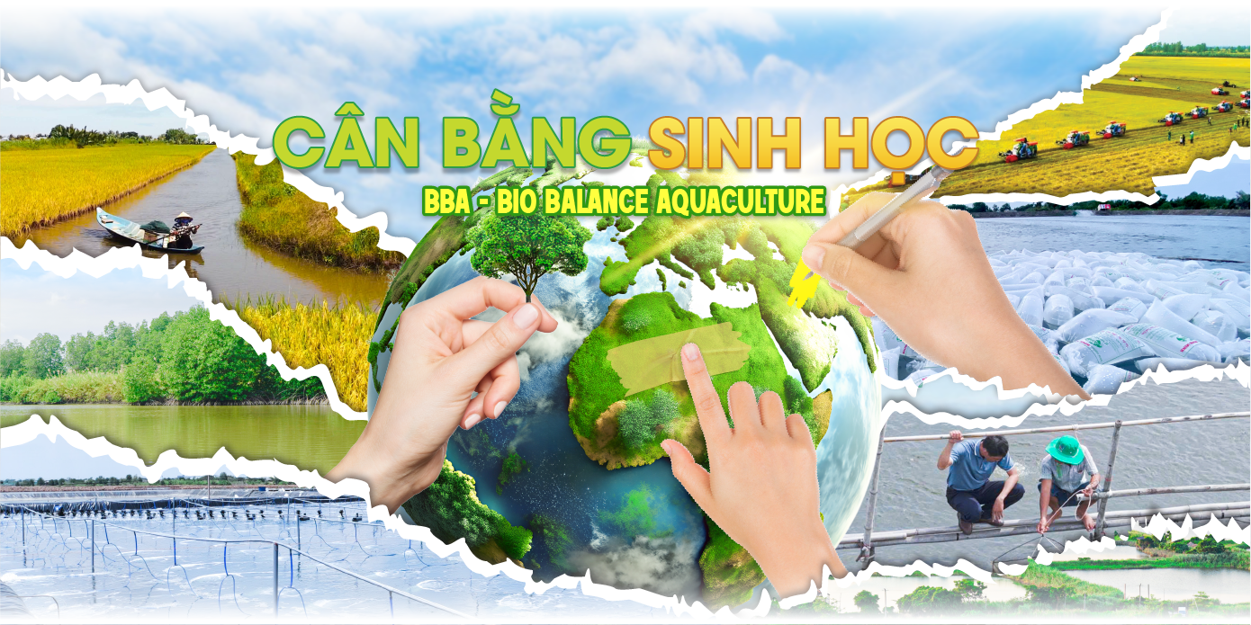 BBA CAN BANG SINH HOC BINH MINH 2