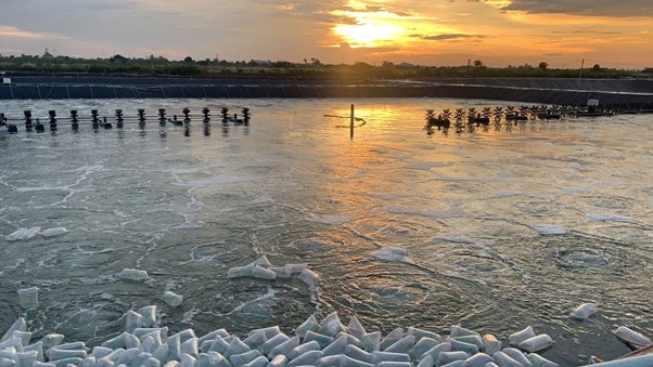 Ức chế Vibrio bằng vi sinh mật số cao Toàn cảnh ao nuôi