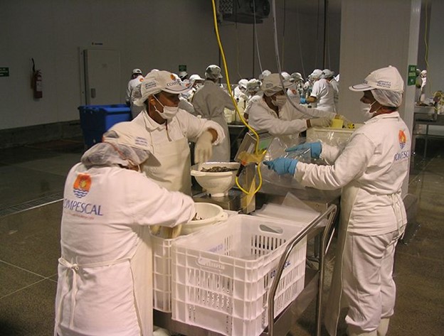 Các Quyết Định Quan Trọng Trong Việc Thu Hoạch Và Đóng Gói Tôm, Phần 3 Quy trình cân và đóng gói tôm đúng cách tại nhà máy đóng gói thương mại.