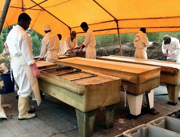 Các Quyết Định Quan Trọng Trong Việc Thu Hoạch Và Đóng Gói Tôm, Phần 1 Thu hoạch thủ công vào ban ngày tại một trang trại nuôi tôm ở Madagascar.