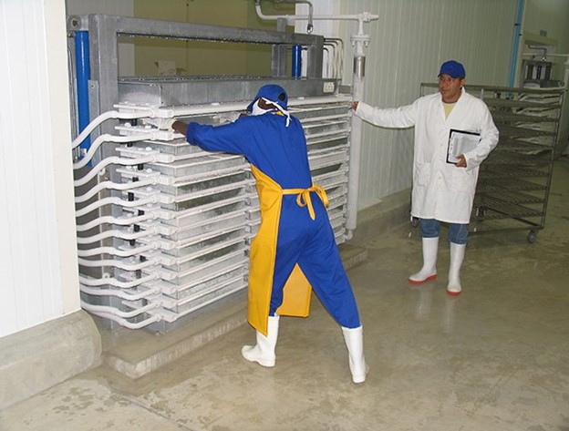 Các Quyết Định Quan Trọng Trong Việc Thu Hoạch Và Đóng Gói Tôm, Phần 3 Tủ đông đang được chất đầy tôm để đông lạnh.