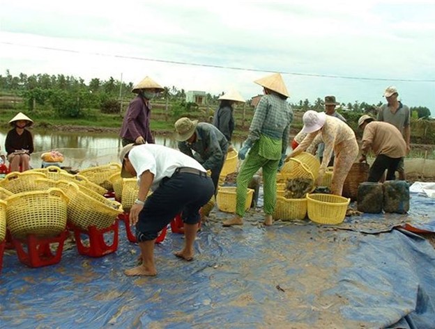 Các Quyết Định Quan Trọng Trong Việc Thu Hoạch Và Đóng Gói Tôm, Phần 1 Việc xả nước tôm sau khi thu hoạch trước khi cân là một thao tác lãng phí thời gian và không được khuyến khích.