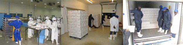 Các Quyết Định Quan Trọng Trong Việc Thu Hoạch Và Đóng Gói Tôm, Phần 3 Hình ảnh bên trái cho thấy tôm được xếp vào thùng trong quá trình đóng gói thùng lớn; và hình ảnh bên phải, giữa, đang chất các thùng lớn lên container để vận chuyển ra thị trường.