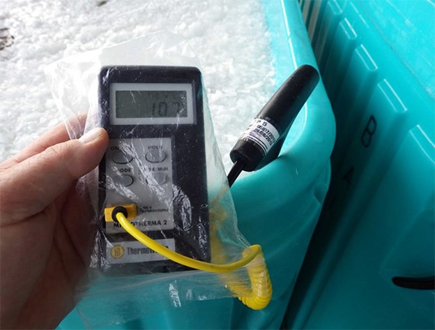 Các Quyết Định Quan Trọng Trong Việc Thu Hoạch Và Đóng Gói Tôm, Phần 2 Việc có nhiều đá trong thùng không có nghĩa là tôm đã được làm lạnh đúng cách.