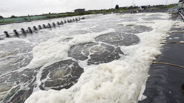 Ức chế Vibrio bằng vi sinh mật số cao Ao nuôi khi dùng vi sinh mật số cao