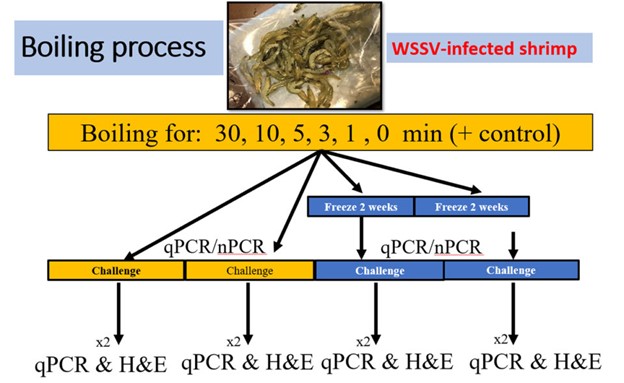 Hình 2: Sơ đồ mô tả thiết kế thí nghiệm được sử dụng trong nghiên cứu này, bao gồm việc xử lý mô nhiễm WSSV ở các thời điểm khác nhau là 0, 1, 3, 5, 10 và 30 phút trong nước sôi, sau đó tiến hành gây nhiễm trực tiếp hoặc bảo quản mẫu trong tủ đông trước khi tiến hành gây nhiễm trên tôm L. vannamei SPF.