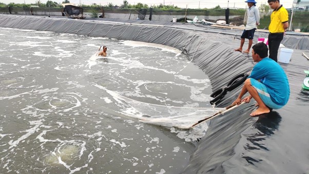 Ức chế Vibrio bằng vi sinh mật số cao Đội ngũ kỹ thuật Bình Minh kiểm tra ao