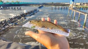 Tôm thẻ gia hóa Bình Minh