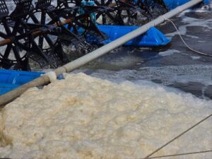 Váng bọt trong ao tôm