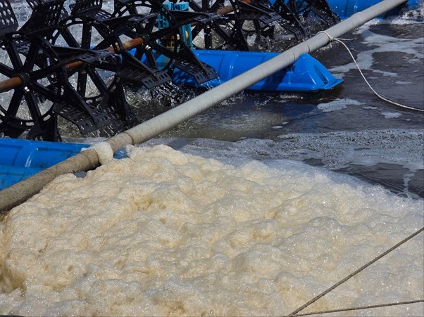 Xử Lý Váng Bọt Khó Tan Trong Ao Tôm Váng bọt trong ao tôm