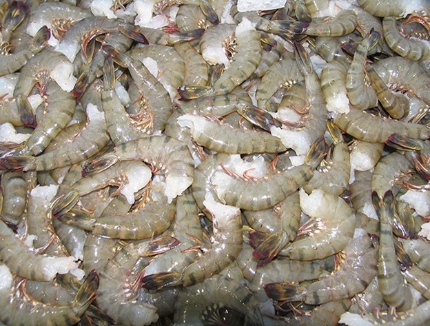 Các Quyết Định Quan Trọng Trong Việc Thu Hoạch Và Đóng Gói Tôm, Phần 3 Nguồn lực và thời gian đáng kể đã được đầu tư vào việc nuôi trồng tôm chất lượng cao ngay từ khi thu hoạch, và chất lượng này phải được bảo toàn trong suốt quá trình chế biến và đóng gói.