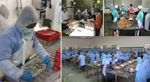 Các Quyết Định Quan Trọng Trong Việc Thu Hoạch Và Đóng Gói Tôm, Phần 3 A: Công nhân mặc trang phục phù hợp để làm việc trong môi trường lạnh. B và C: Ví dụ về những người không mặc đồng phục theo quy định khi làm việc trên dây chuyền đóng gói. D: Các công nhân được tổ chức tốt và mặc đồng phục đúng quy định.