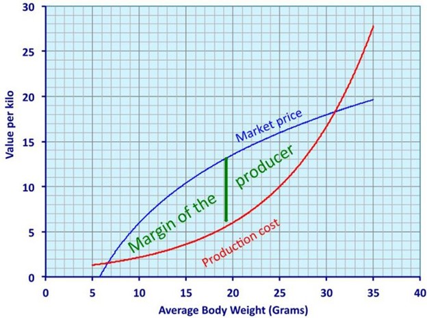 Các Quyết Định Quan Trọng Trong Việc Thu Hoạch Và Đóng Gói Tôm, Phần 1 Hình 1: Ước tính tiềm năng lợi nhuận ròng với tất cả các yếu tố liên quan trước khi quyết định tiến hành thu hoạch tôm.