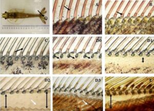 Hình 2: Những thay đổi hình thái trong quá trình hình thành v trong chu kỳ lột xác (từ de Oliveira Cesar et al., 2006). Tất cả các hình ảnh đều được phóng đại 40 lần, từ các cá thể 3 tháng tuổi.