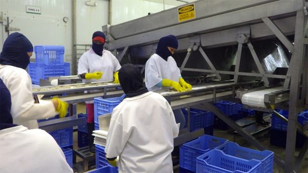 Các Quyết Định Quan Trọng Trong Việc Thu Hoạch Và Đóng Gói Tôm, Phần 3 Dây chuyền đóng gói