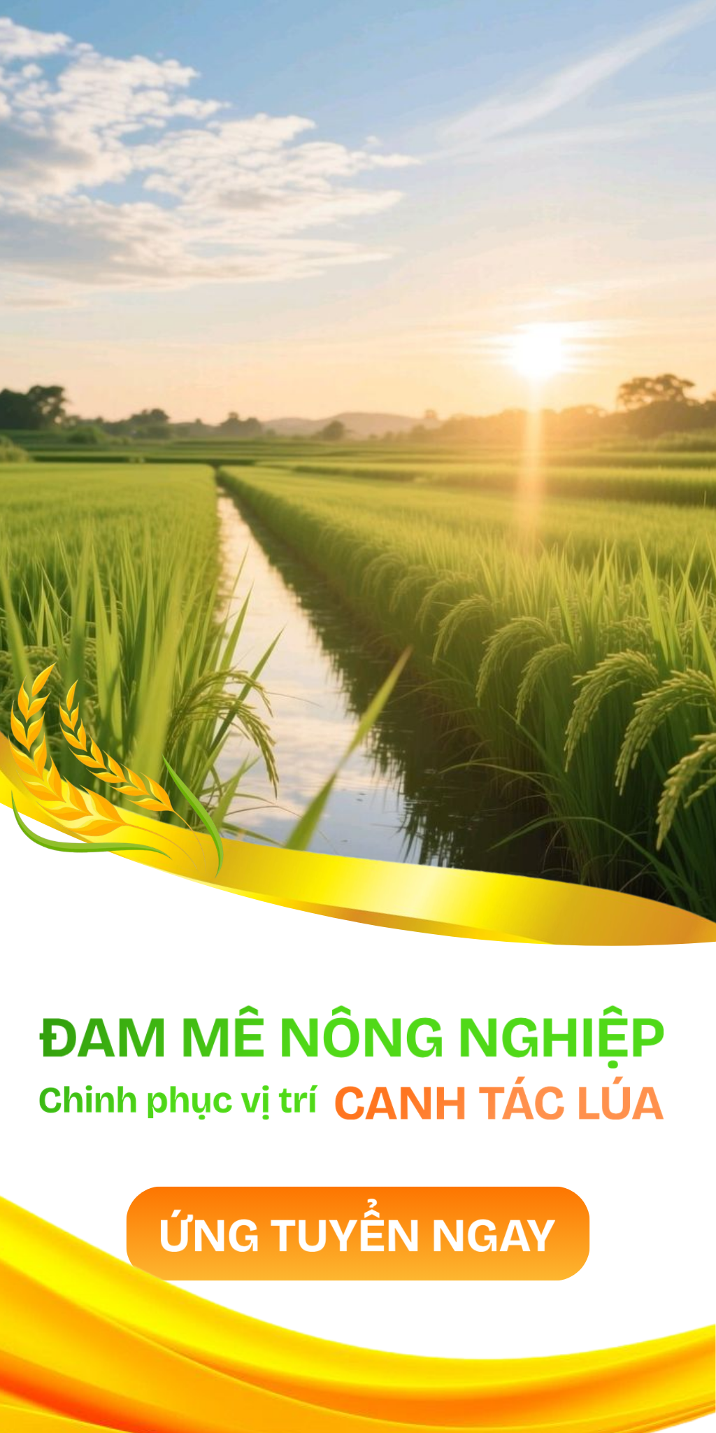 Bình Minh tuyển dụng Nhân viên canh tác lúa