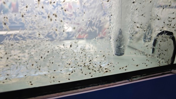 Tôm ăn thịt lẫn nhau