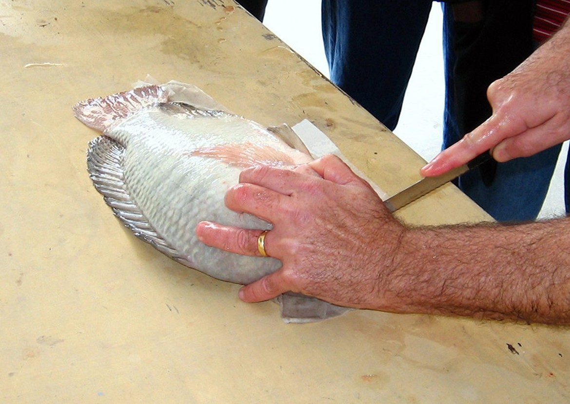 Việc lấy máu có thể được thực hiện bằng cách cắt mang hoặc các phương pháp khác. Lấy máu giúp ngăn ngừa cơ cá chuyển sang màu đỏ khó chịu và có mùi máu.