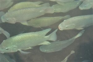 Nghiên cứu này tập trung đánh giá mức độ biến dị di truyền liên quan đến khả năng bơi lội của cá rô phi (Oreochromis niloticus), đồng thời chỉ ra rằng tốc độ bơi tối ưu của loài này mang tính di truyền và có thể được sử dụng như một chỉ số dự đoán hiệu quả tăng trưởng. Ảnh: Darryl Jory.