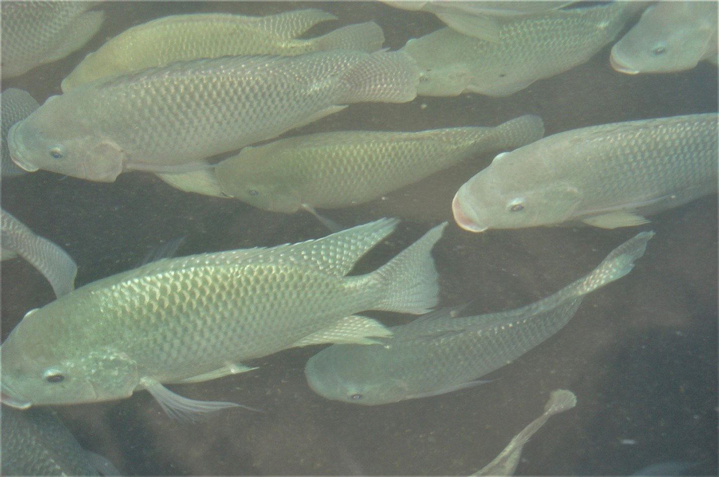 Nghiên cứu này tập trung đánh giá mức độ biến dị di truyền liên quan đến khả năng bơi lội của cá rô phi (Oreochromis niloticus), đồng thời chỉ ra rằng tốc độ bơi tối ưu của loài này mang tính di truyền và có thể được sử dụng như một chỉ số dự đoán hiệu quả tăng trưởng. Ảnh: Darryl Jory.