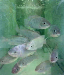 Nghiên cứu dinh dưỡng nhằm tối ưu hóa thức ăn thủy sản cho cá rô phi là vô cùng quan trọng đối với ngành nuôi trồng thủy sản cá rô phi toàn cầu.