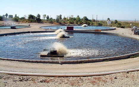 Những ao nuôi thâm canh rộng 0,1 ha này chứa cá rô phi trong môi trường sinh học (biofloc) tại Pacific Aquaculture ở California, Hoa Kỳ.