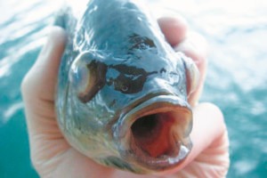 Lồi mắt và đục thủy tinh thể thường liên quan đến nhiễm trùng S. agalactiae.