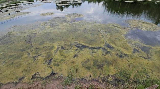 Ảnh: Ao quảng canh đóng rong 