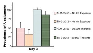 Hình 1: Tỷ lệ nhiễm F. columnare ở cá rô phi tiếp xúc với ấu trùng I. multifiliis ba ngày sau khi tiếp xúc với các chủng F. columnare khác nhau.