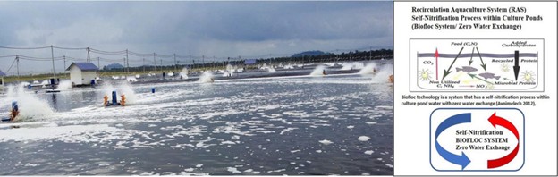 Tìm Hiểu Về Các Hệ Thống Nuôi Tôm Thâm Canh Khác Nhau Ở Châu Á Hình 7: Hình ảnh ao nuôi trồng thủy sản với hệ thống biofloc (Taw 2015).