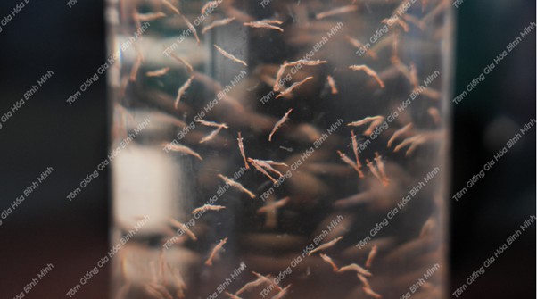 Tôm sú gia hóa Bình Minh 