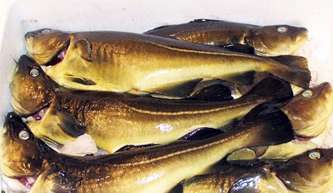 Các nghiên cứu đã chỉ ra rằng việc nhịn ăn các loài cá như cá tuyết Đại Tây Dương trong vài tuần không ảnh hưởng nhiều đến năng suất phi lê, nhưng việc nhịn ăn kéo dài thường gây ra một số thay đổi về màu sắc và hình dạng.