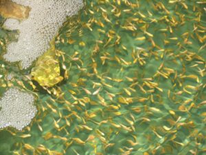 Nghiên cứu này tập trung đánh giá sự khác biệt về tốc độ sinh trưởng của cá cũng như biến động chất lượng nước giữa ba mô hình ươm giống cá rô phi gồm: hệ thống RAS, nước sạch, và hệ thống biofloc.