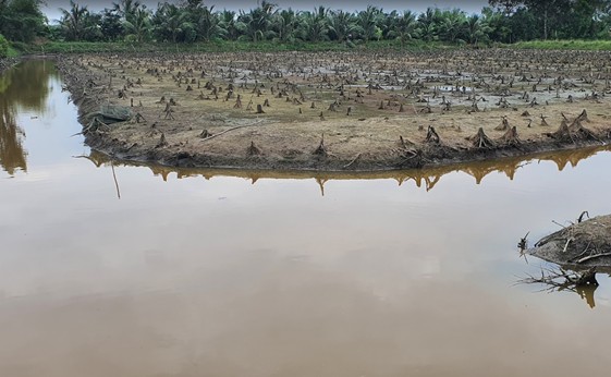 Ảnh: Thực trạng ao nuôi tôm bị nhiễm phèn và không có thức ăn tự nhiên