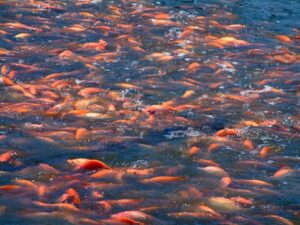 Mật độ thả giống cao là một đặc điểm điển hình của hệ thống biofloc.