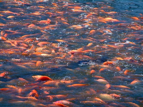 Mật độ thả giống cao là một đặc điểm điển hình của hệ thống biofloc.