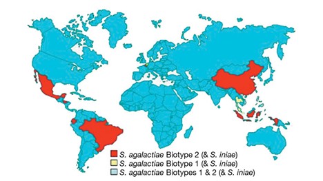 Bệnh Nhiễm Trùng Liên Cầu Khuẩn Ở Cá Rô Phi Tỷ lệ phổ biến theo vùng của các tác nhân gây bệnh liên cầu khuẩn chính ảnh hưởng đến cá rô phi.