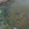 Ảnh: Ao bị đóng rong