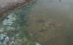 Ảnh: Ao bị đóng rong