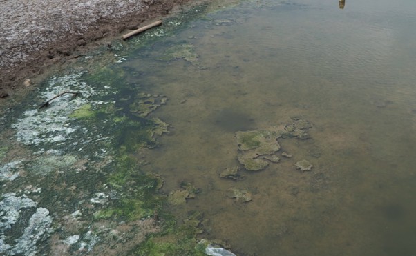 Quy Trình Cải Tạo Ao Bị Rong Ảnh: Ao bị đóng rong