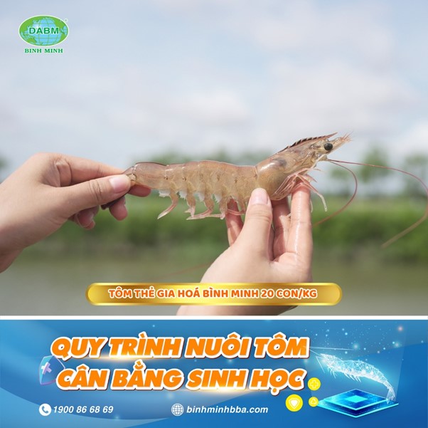 Tôm Giống Gia Hóa Bình Minh: Nền Tảng Vàng Cho Vụ Nuôi Thắng Lợi Bền Vững Tôm thẻ gia hoá Bình Minh size 20 con/kg nuôi theo quy trình cân bằng sinh học