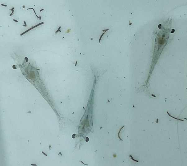 Hình ảnh tôm có dấu hiệu mắc bệnh TPD