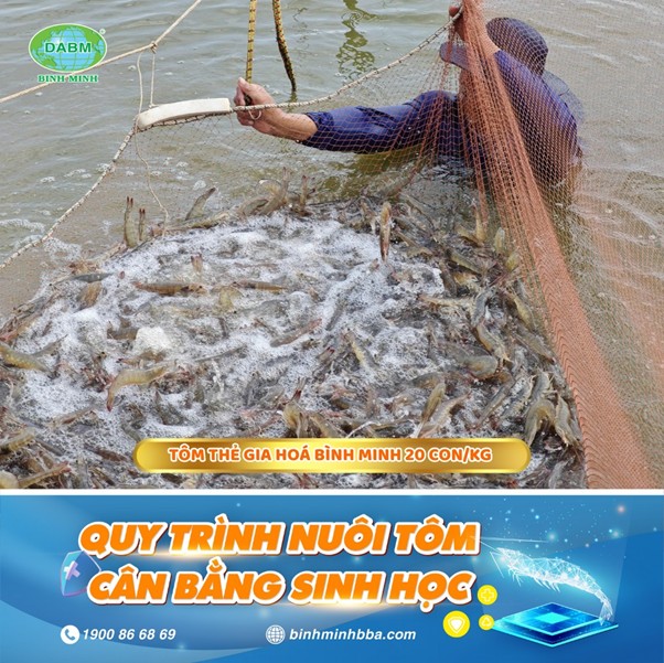 Thu hoạch tôm thẻ gia hóa Bình Minh 