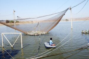 Nông dân sử dụng lưới nâng để thu hoạch cá đã đạt kích thước thương phẩm trong mùa vụ nhằm giảm sinh khối. Ảnh của David Jansen, Visible Voices Media, Israel.