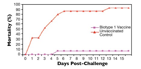Bệnh Nhiễm Trùng Liên Cầu Khuẩn Ở Cá Rô Phi Hình 1: Hiệu quả của vắc xin S. agalactiae kiểu hình 1 chống lại sự tấn công của chủng kiểu hình 1.