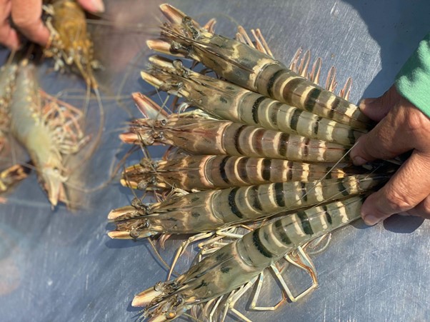 Tôm Giống Gia Hóa Bình Minh: Nền Tảng Vàng Cho Vụ Nuôi Thắng Lợi Bền Vững Tôm sú gia hoá Bình Minh đạt kích thước 6 con/kg